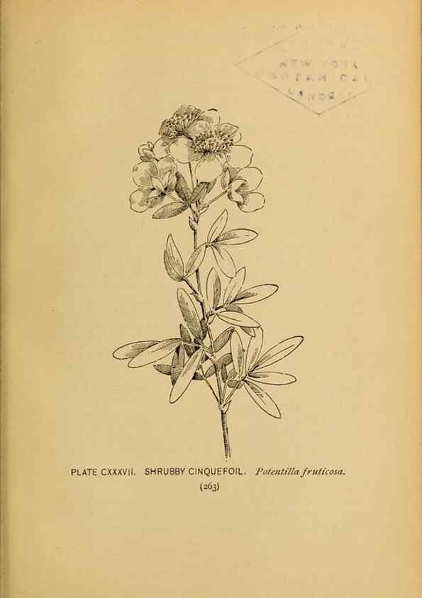 Reproducción/Reproduction 45938212555: A guide to the wild flowers.. New York,F. A. Stokes[1899]. 