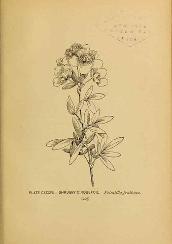Reproducción/Reproduction 45938212555: A guide to the wild flowers.. New York,F. A. Stokes[1899]. 