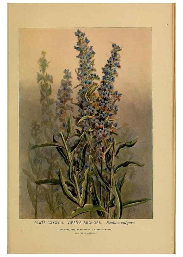 Reproducción/Reproduction 46852834281: A guide to the wild flowers.. New York,F. A. Stokes[1899]. 
