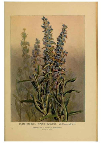 Reproducción/Reproduction 46852834281: A guide to the wild flowers.. New York,F. A. Stokes[1899]. 