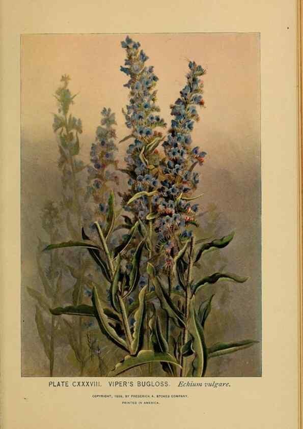 Reproducción/Reproduction 46852834281: A guide to the wild flowers.. New York,F. A. Stokes[1899]. 