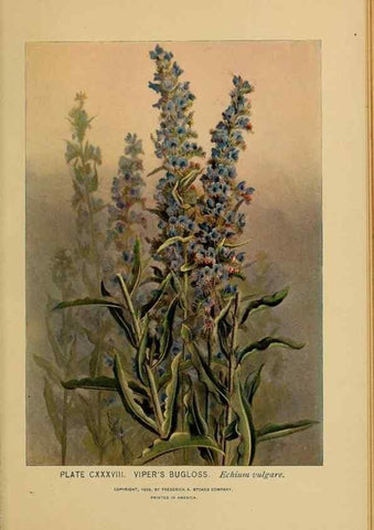 Reproducción/Reproduction 46852834281: A guide to the wild flowers.. New York,F. A. Stokes[1899]. 