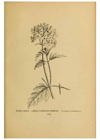 Reproducción/Reproduction 46800780372: A guide to the wild flowers.. New York,F. A. Stokes[1899]. 