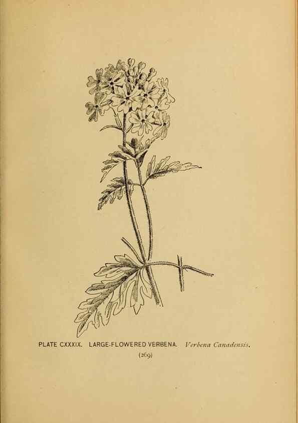 Reproducción/Reproduction 46800780372: A guide to the wild flowers.. New York,F. A. Stokes[1899]. 