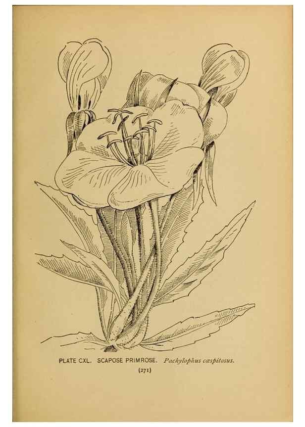 Reproducción/Reproduction 31911538137: A guide to the wild flowers.. New York,F. A. Stokes[1899]. 