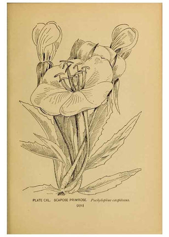 Reproducción/Reproduction 31911538137: A guide to the wild flowers.. New York,F. A. Stokes[1899]. 