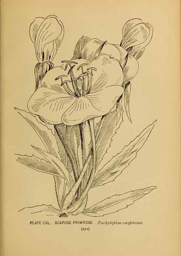 Reproducción/Reproduction 31911538137: A guide to the wild flowers.. New York,F. A. Stokes[1899]. 