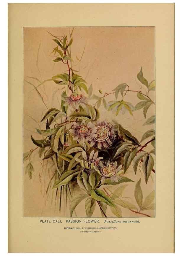 Reproducción/Reproduction 31911538717: A guide to the wild flowers.. New York,F. A. Stokes[1899]. 