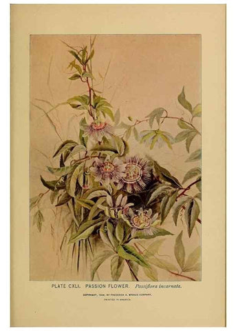 Reproducción/Reproduction 31911538717: A guide to the wild flowers.. New York,F. A. Stokes[1899]. 
