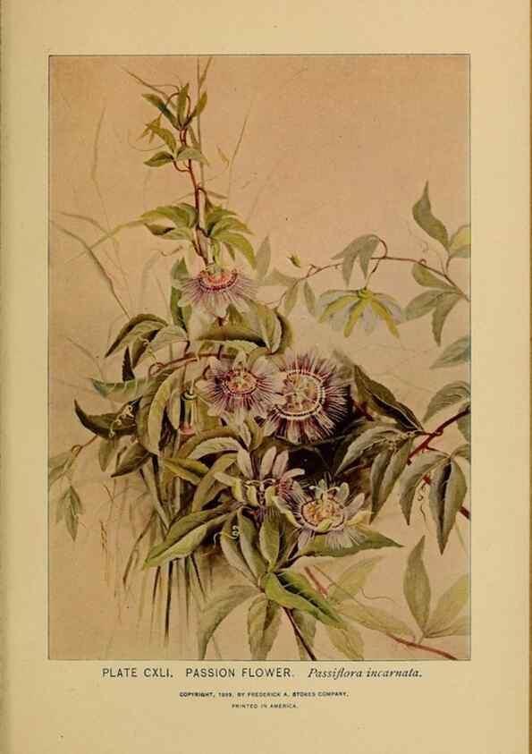 Reproducción/Reproduction 31911538717: A guide to the wild flowers.. New York,F. A. Stokes[1899]. 