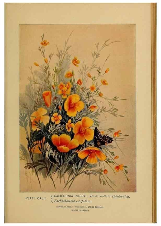 Reproducción/Reproduction 32977449058: A guide to the wild flowers.. New York,F. A. Stokes[1899]. 