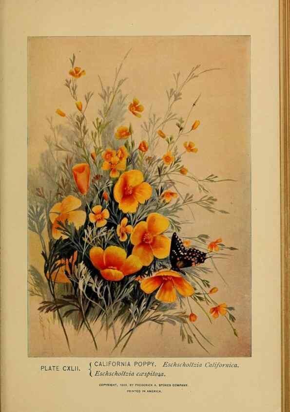 Reproducción/Reproduction 32977449058: A guide to the wild flowers.. New York,F. A. Stokes[1899]. 