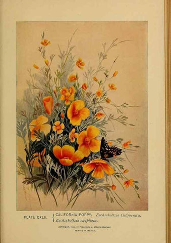 Reproducción/Reproduction 32977449058: A guide to the wild flowers.. New York,F. A. Stokes[1899]. 