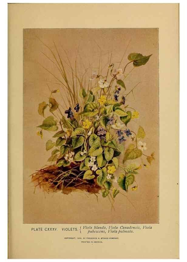 Reproducción/Reproduction 45938211405: A guide to the wild flowers.. New York,F. A. Stokes[1899]. 