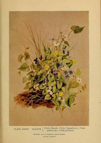 Reproducción/Reproduction 45938211405: A guide to the wild flowers.. New York,F. A. Stokes[1899]. 
