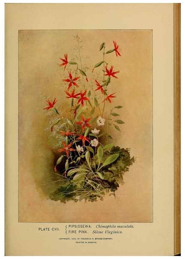 Reproducción/Reproduction 39887900363: A guide to the wild flowers.. New York,F. A. Stokes[1899]. 
