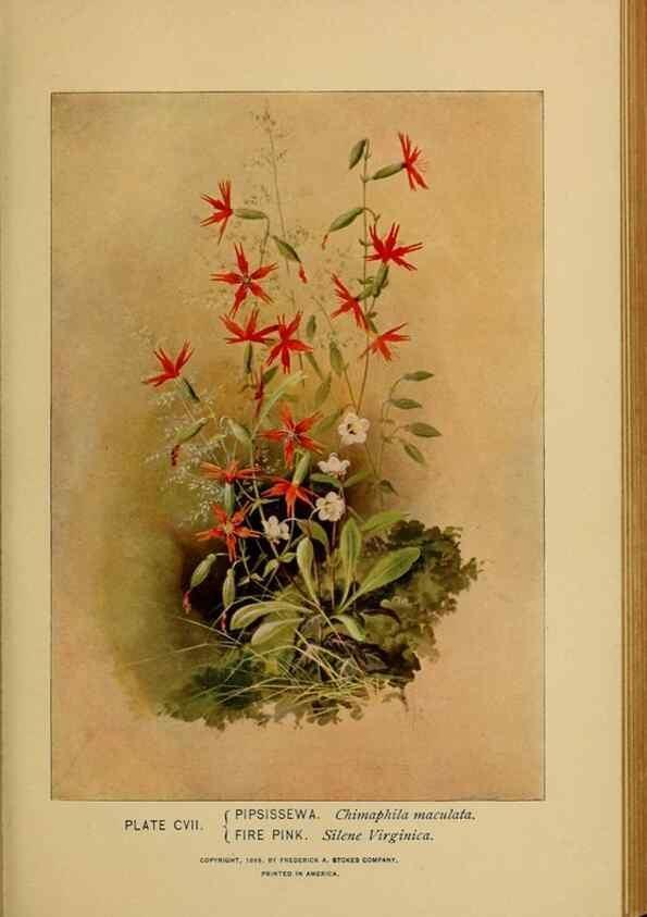 Reproducción/Reproduction 39887900363: A guide to the wild flowers.. New York,F. A. Stokes[1899]. 