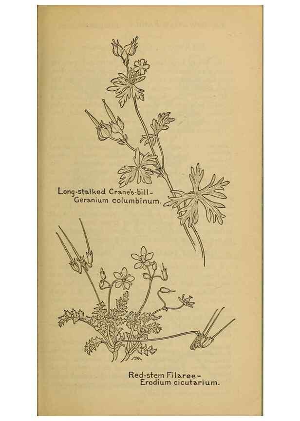 Reproducción/Reproduction 45938307855: Field book of western wild flowers /. New York :Putnam,1915.. 