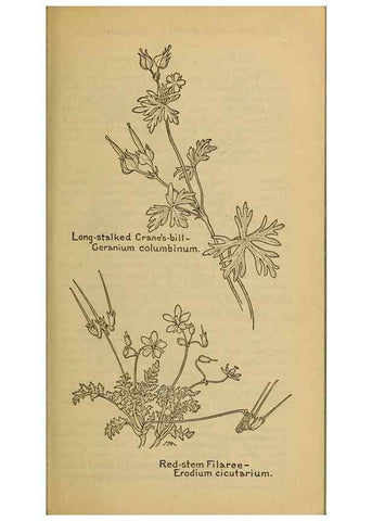 Reproducción/Reproduction 45938307855: Field book of western wild flowers /. New York :Putnam,1915.. 