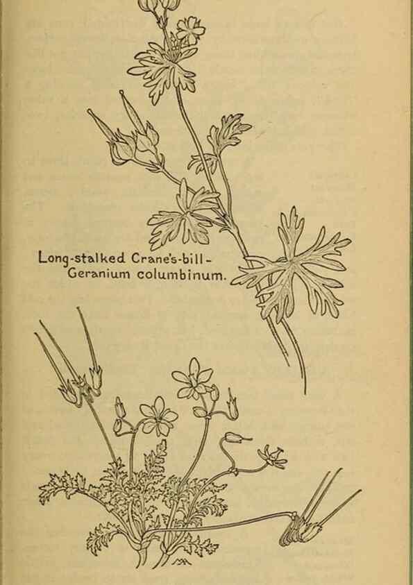 Reproducción/Reproduction 45938307855: Field book of western wild flowers /. New York :Putnam,1915.. 