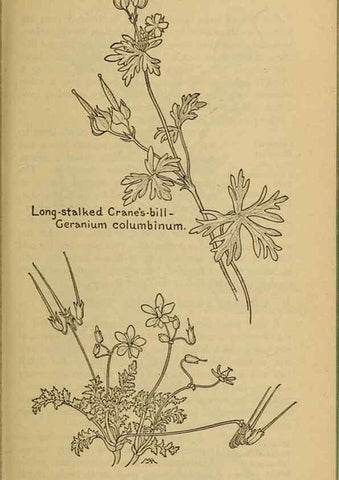 Reproducción/Reproduction 45938307855: Field book of western wild flowers /. New York :Putnam,1915.. 