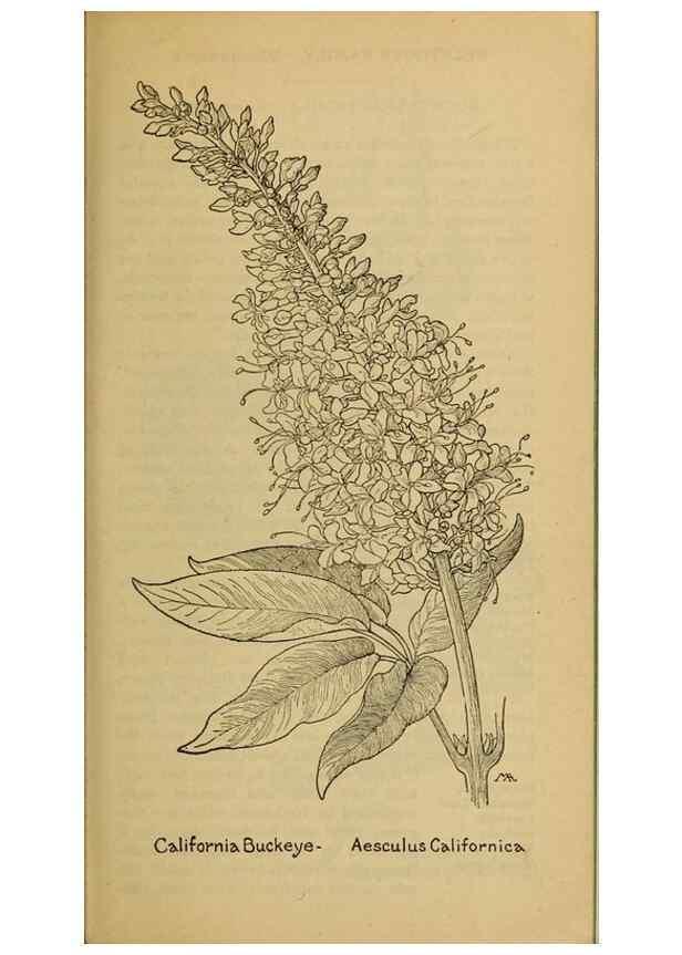 Reproducción/Reproduction 32977513008: Field book of western wild flowers /. New York :Putnam,1915.. 
