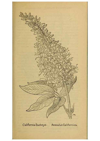 Reproducción/Reproduction 32977513008: Field book of western wild flowers /. New York :Putnam,1915.. 