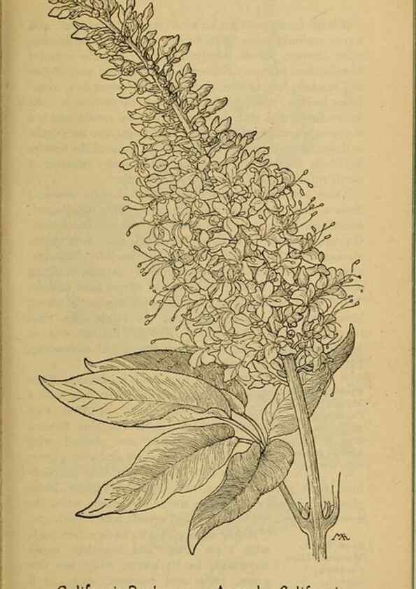 Reproducción/Reproduction 32977513008: Field book of western wild flowers /. New York :Putnam,1915.. 