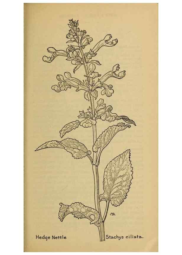 Reproducción/Reproduction 46801087542: Field book of western wild flowers /. New York :Putnam,1915.. 
