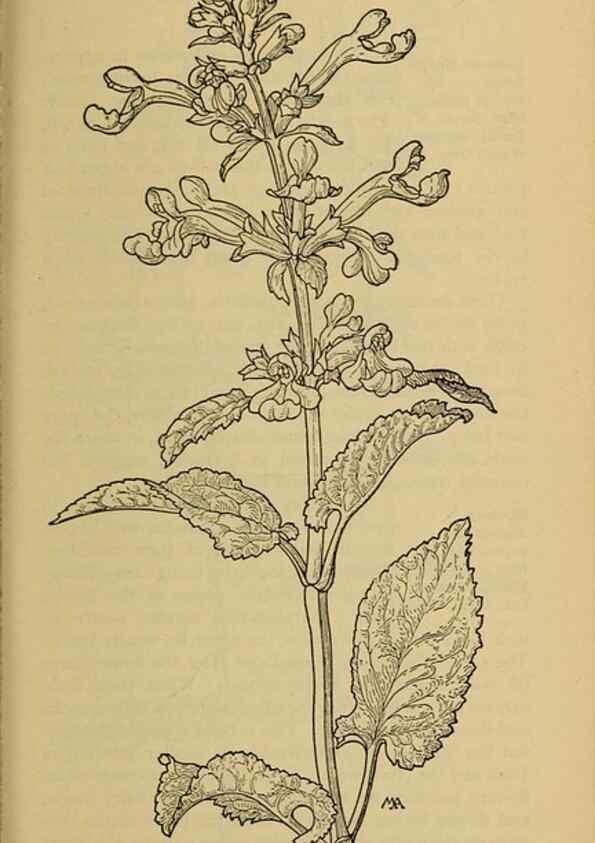 Reproducción/Reproduction 46801087542: Field book of western wild flowers /. New York :Putnam,1915.. 