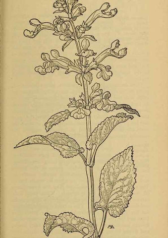 Reproducción/Reproduction 46801087542: Field book of western wild flowers /. New York :Putnam,1915.. 