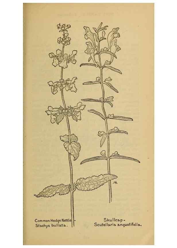 Reproducción/Reproduction 46801107712: Field book of western wild flowers /. New York :Putnam,1915.. 