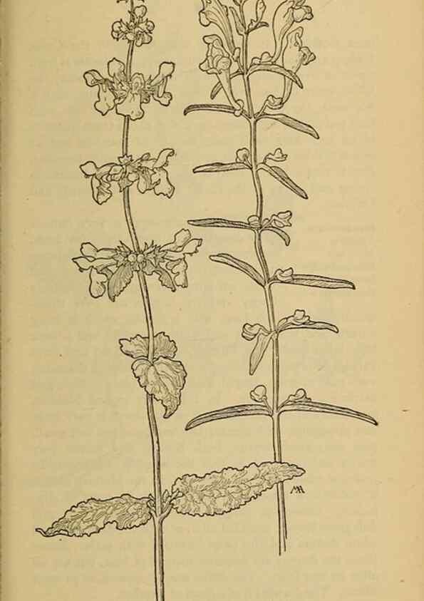 Reproducción/Reproduction 46801107712: Field book of western wild flowers /. New York :Putnam,1915.. 