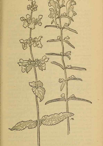 Reproducción/Reproduction 46801107712: Field book of western wild flowers /. New York :Putnam,1915.. 
