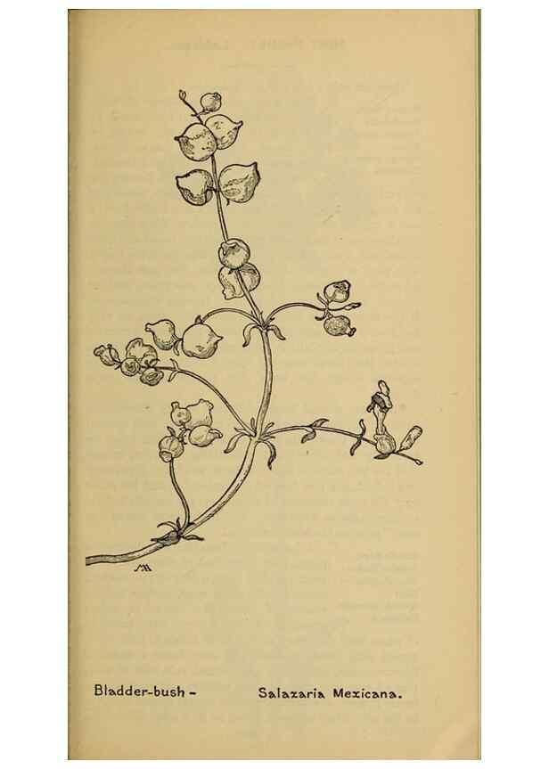 Reproducción/Reproduction 31911879117: Field book of western wild flowers /. New York :Putnam,1915.. 