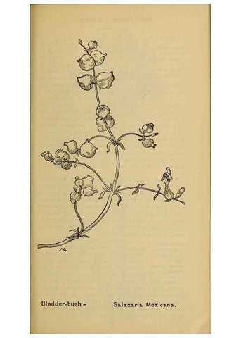 Reproducción/Reproduction 31911879117: Field book of western wild flowers /. New York :Putnam,1915.. 