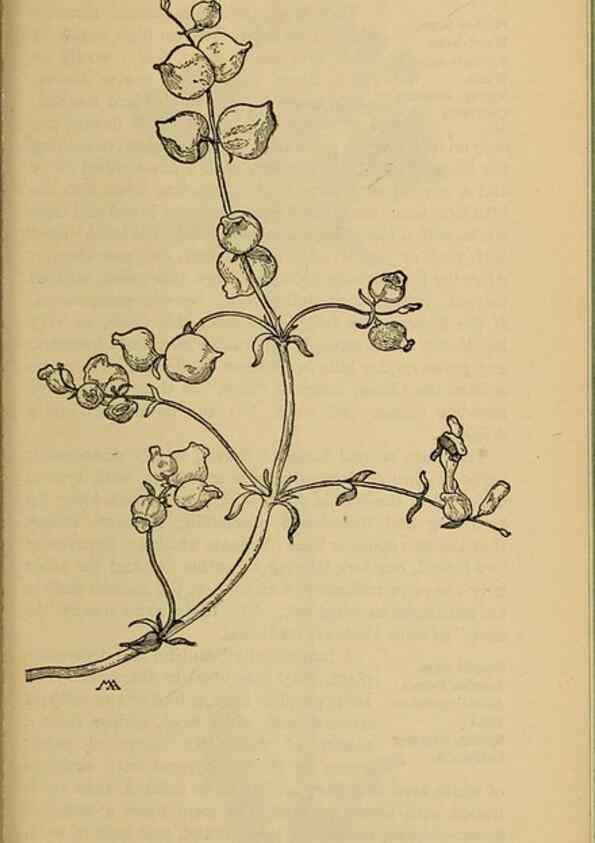Reproducción/Reproduction 31911879117: Field book of western wild flowers /. New York :Putnam,1915.. 