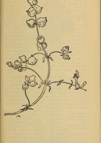 Reproducción/Reproduction 31911879117: Field book of western wild flowers /. New York :Putnam,1915.. 