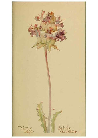 Reproducción/Reproduction 31911880037: Field book of western wild flowers /. New York :Putnam,1915.. 