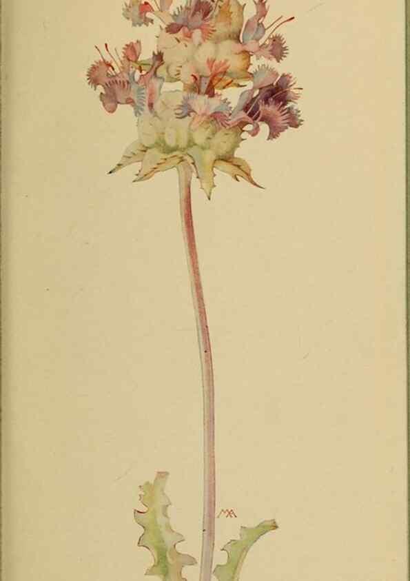 Reproducción/Reproduction 31911880037: Field book of western wild flowers /. New York :Putnam,1915.. 