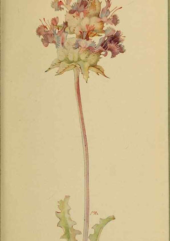 Reproducción/Reproduction 31911880037: Field book of western wild flowers /. New York :Putnam,1915.. 