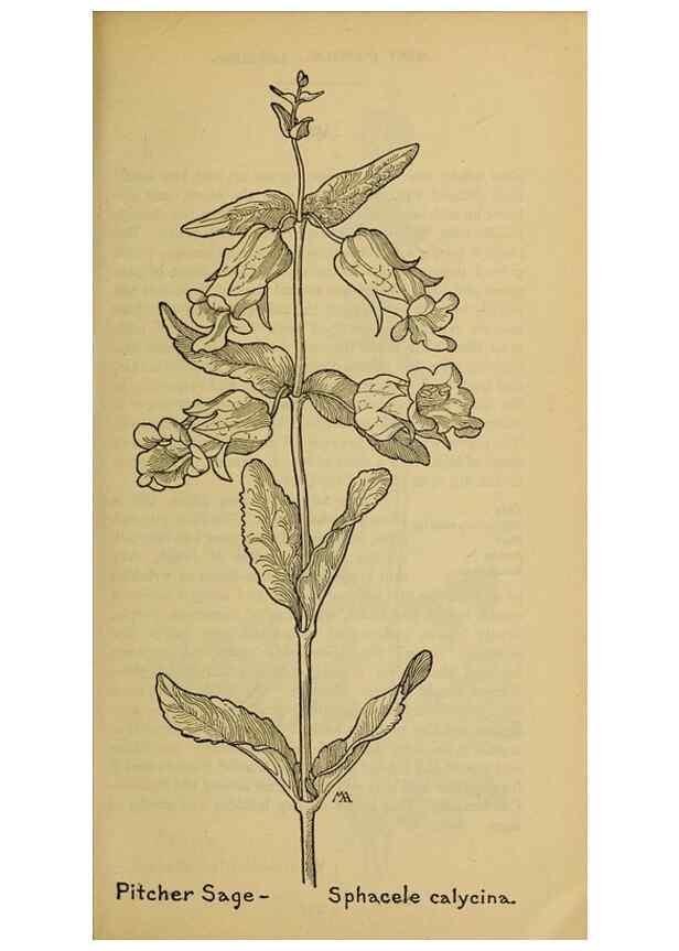Reproducción/Reproduction 46128124014: Field book of western wild flowers /. New York :Putnam,1915.. 