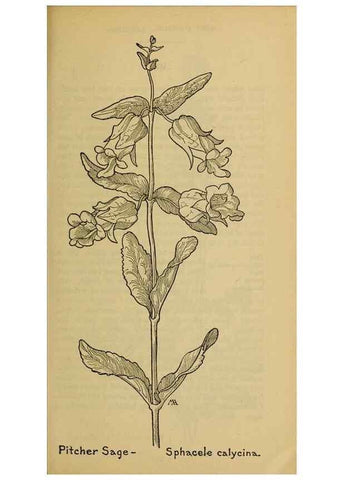 Reproducción/Reproduction 46128124014: Field book of western wild flowers /. New York :Putnam,1915.. 