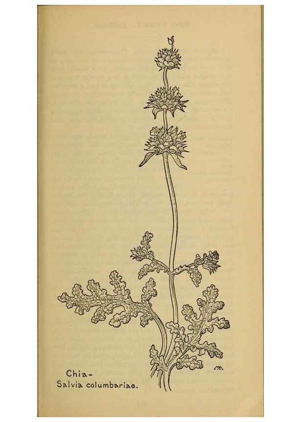Reproducción/Reproduction 46853177361: Field book of western wild flowers /. New York :Putnam,1915.. 