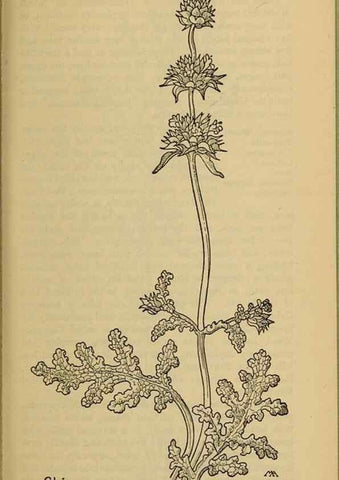 Reproducción/Reproduction 46853177361: Field book of western wild flowers /. New York :Putnam,1915.. 