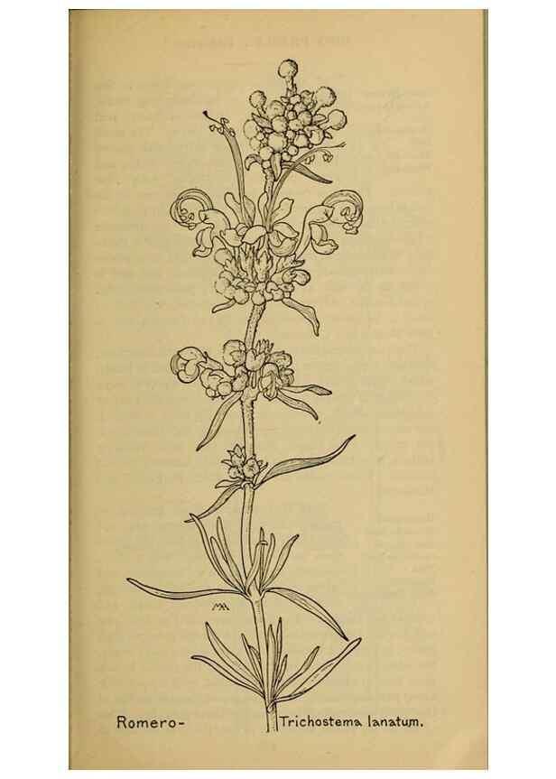 Reproducción/Reproduction 46128126004: Field book of western wild flowers /. New York :Putnam,1915.. 