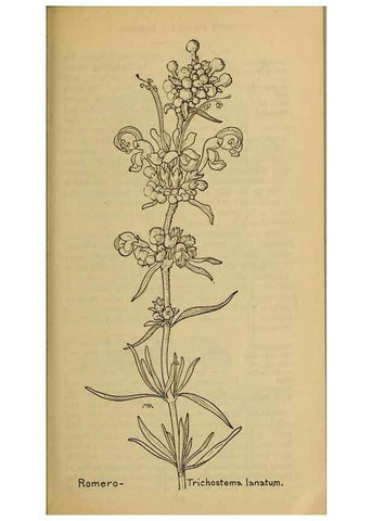 Reproducción/Reproduction 46128126004: Field book of western wild flowers /. New York :Putnam,1915.. 