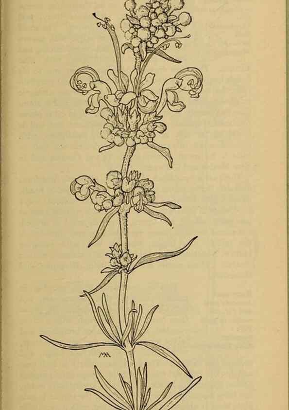 Reproducción/Reproduction 46128126004: Field book of western wild flowers /. New York :Putnam,1915.. 