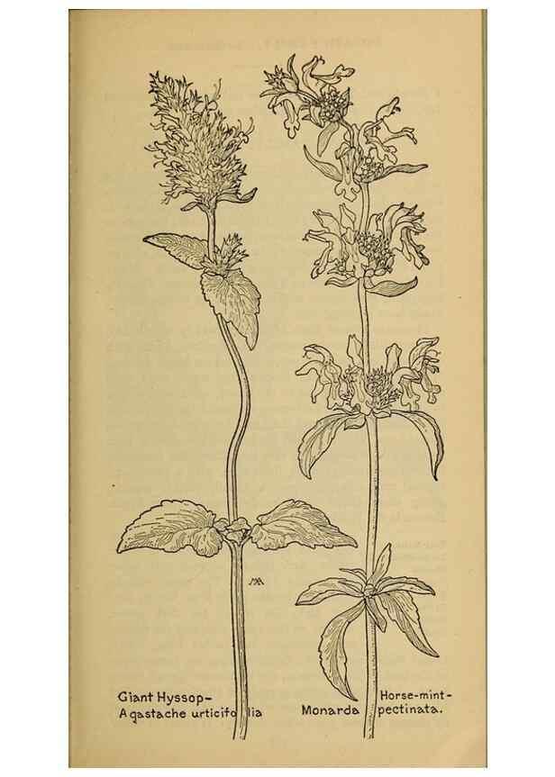 Reproducción/Reproduction 32977832488: Field book of western wild flowers /. New York :Putnam,1915.. 
