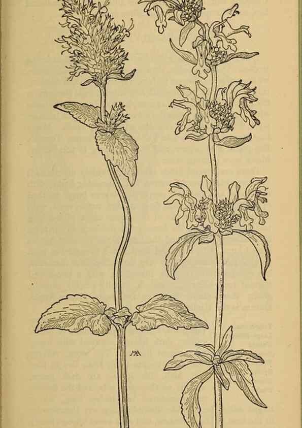 Reproducción/Reproduction 32977832488: Field book of western wild flowers /. New York :Putnam,1915.. 